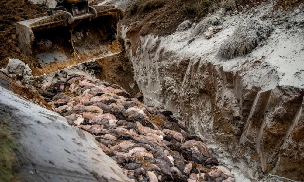 Δανία-Εκταφή εκατομμυρίων βιζόν που σφαγιάστηκαν για κορονοϊό